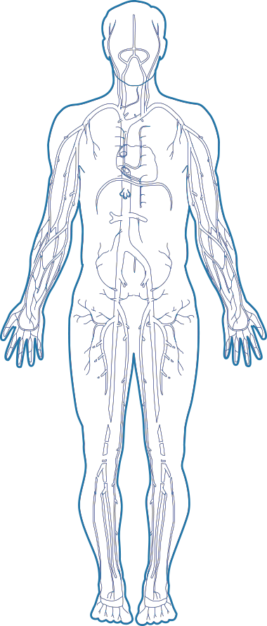 Anatomie